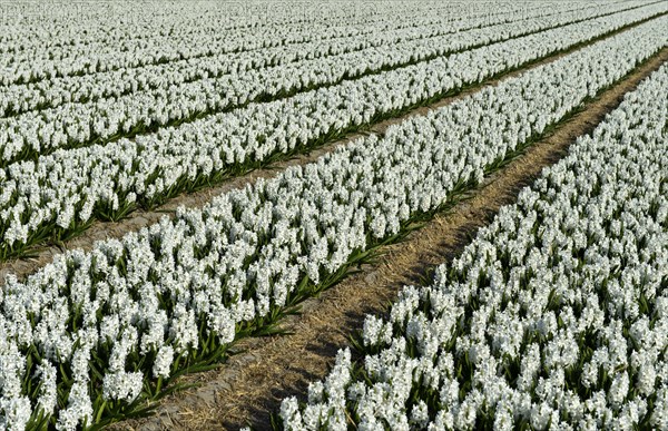 Flowering white hyacinths