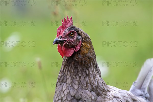 Domestic chicken