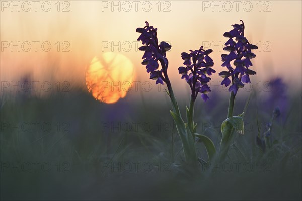 Green-winged orchid