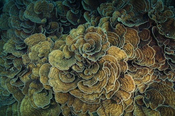 Stony Coral