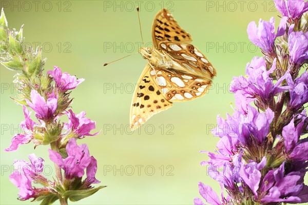 Queen of Spain fritillary