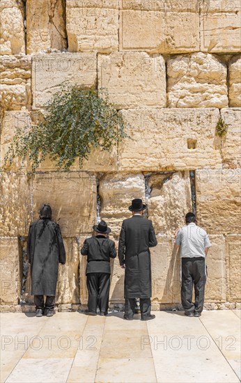 Praying Orthodox Jews at the Wailing Wall