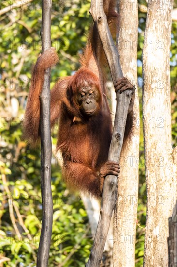 Bornean orangutan