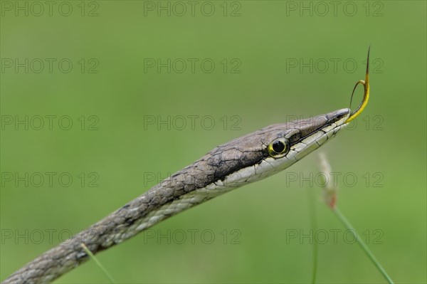 Mexican Vine Snake