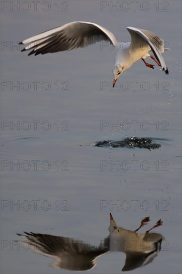 Black-headed gull