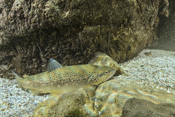 Riverine brown trout