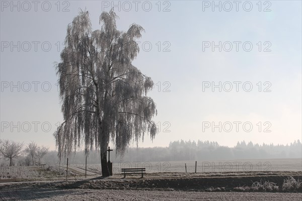 Birch tree