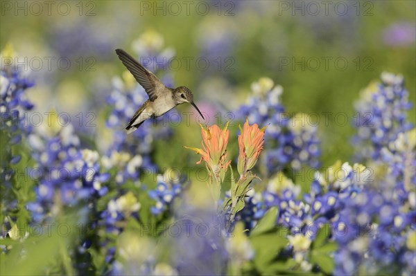 Black-chinned Hummingbird