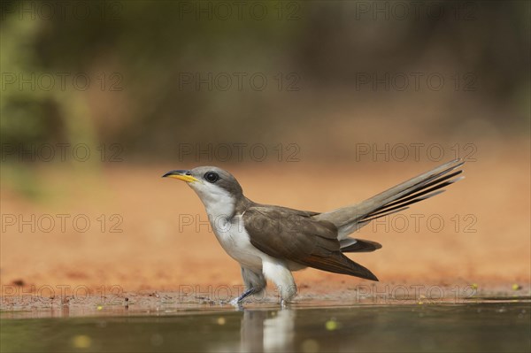 Yellow-billed Cuckoo