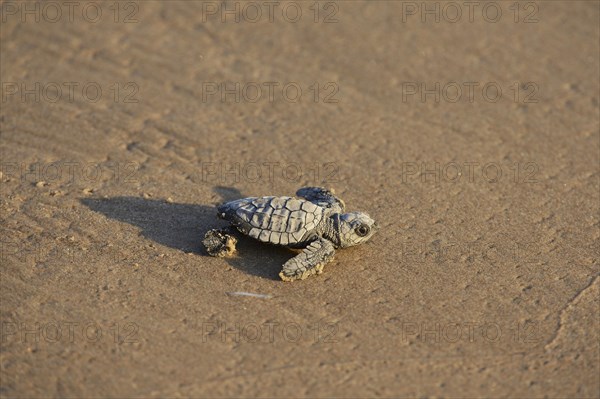 Kemp's ridley sea turtle