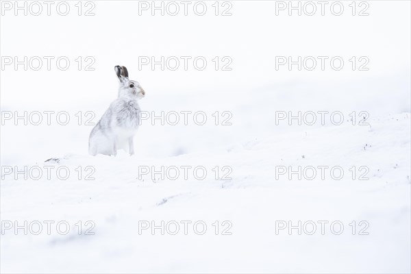 Mountain hare