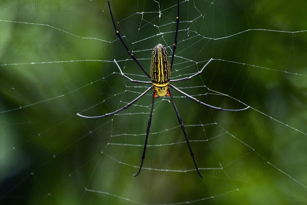 Northern golden orb weaver