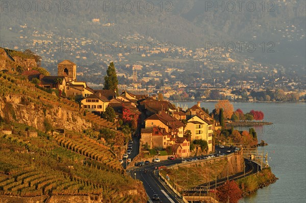 Vineyards in autumn