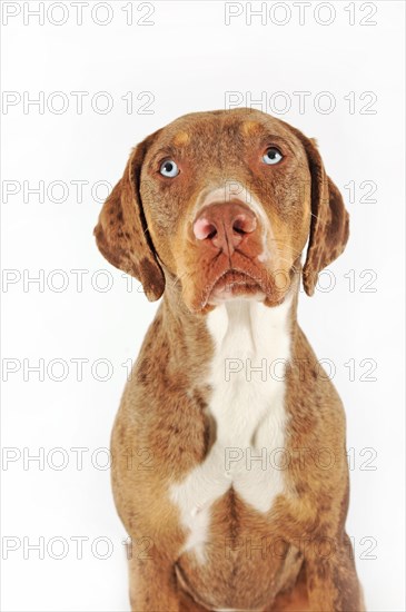 Catahoula Leopard Dog
