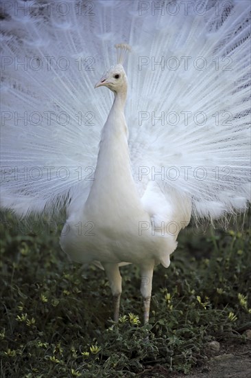 Blue peacock