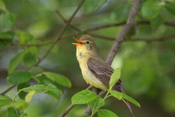 Icterine warbler