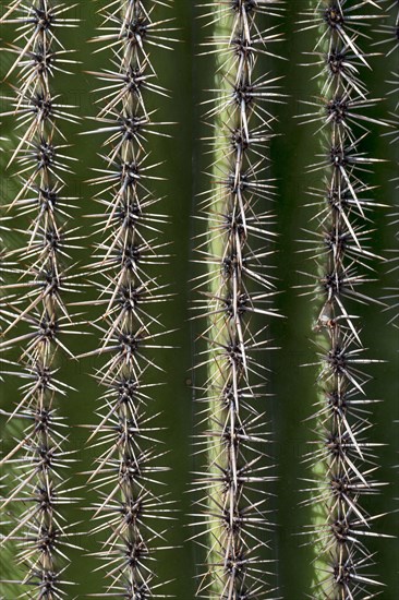 Saguaro