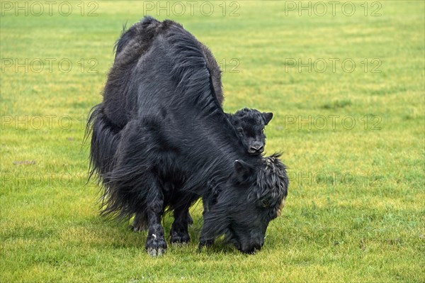 Black Yak Cow