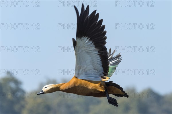 Ruddy Shelduck