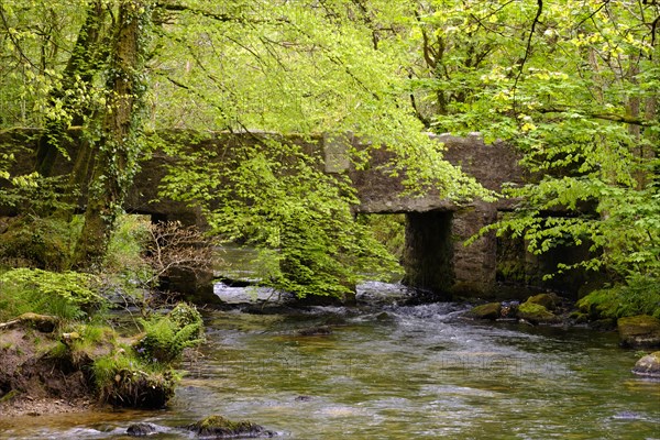 Golitha Falls