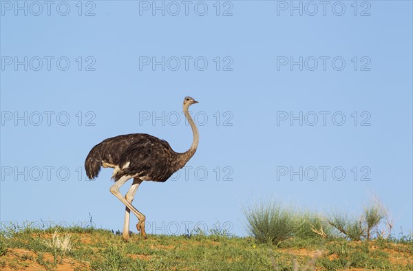 Ostrich