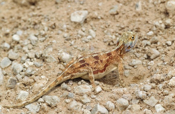 Ground Agama