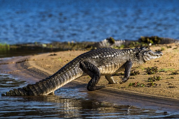 Yacare caiman