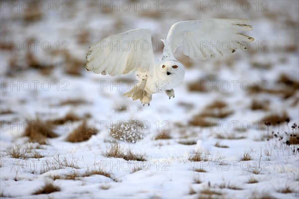 Snowy Owl