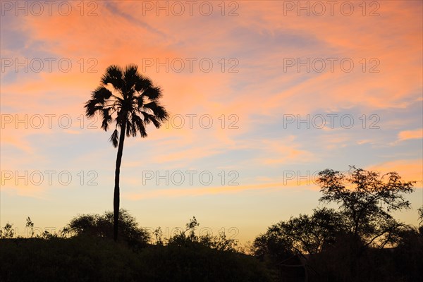 Makalani Palm