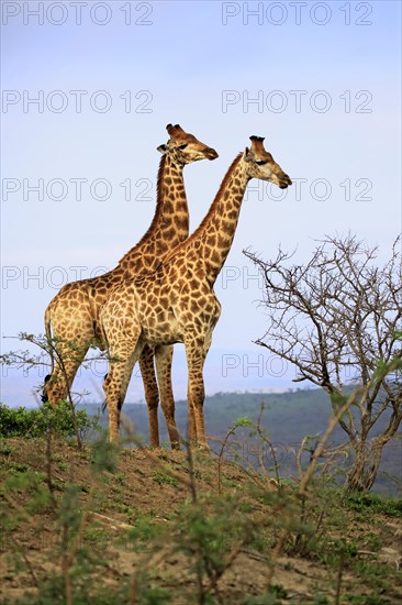 Cape giraffes