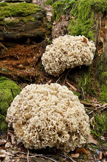 Wood Cauliflower fungus or Wood Cauliflower fungus