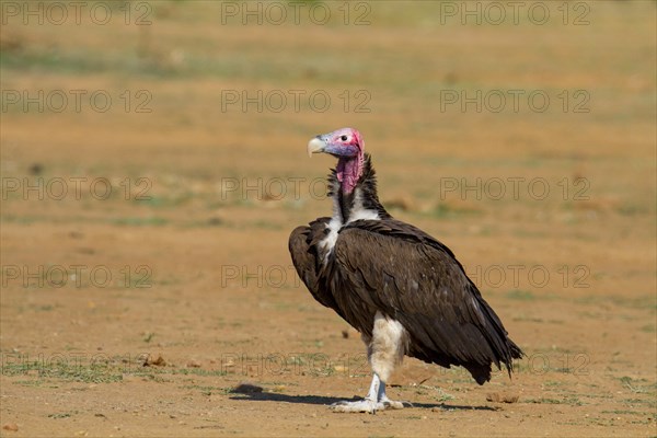 Nubian Vulture