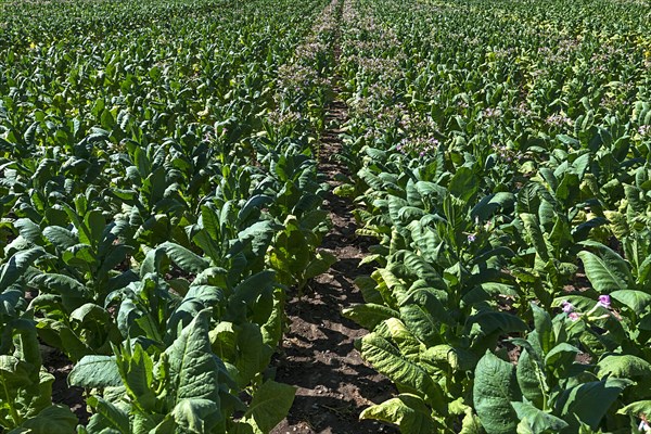 Tobacco plant