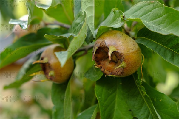 Fruits on a branch