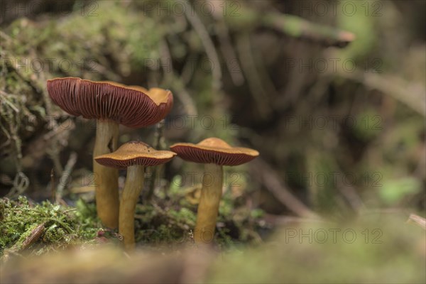 Cortinarius semisanguineus