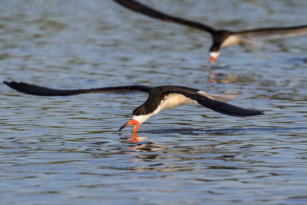 Black Skimmers