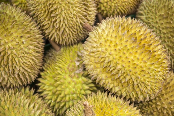 Durian fruit