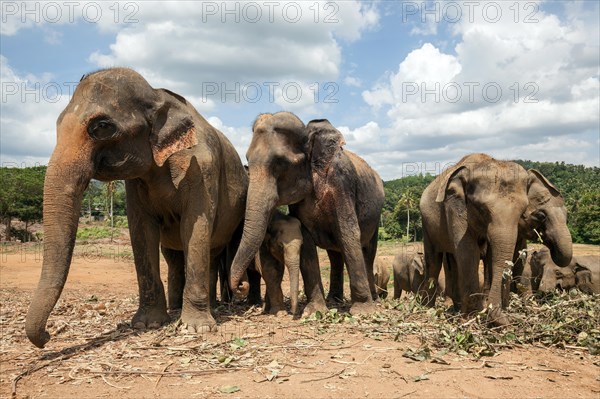 Asian elephants