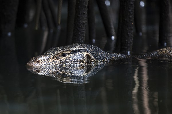 Asian water monitor