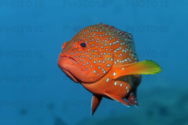 Coral grouper fish