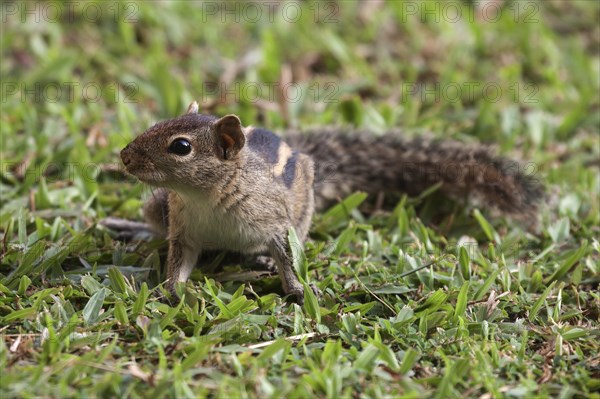 Palm squirrel