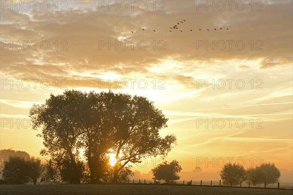 Sunrise behind trees