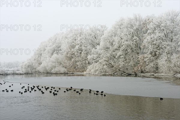 Trees with hoarfrost