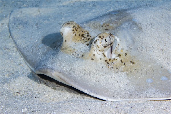 Blue spotted stingray