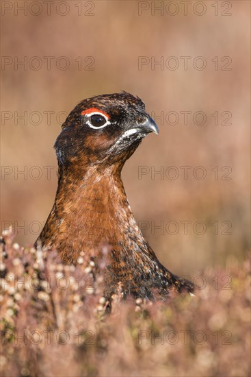 Red Grouse