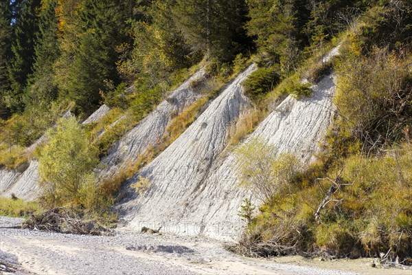 Nagelfluh or conglomerate on the banks of the Isar