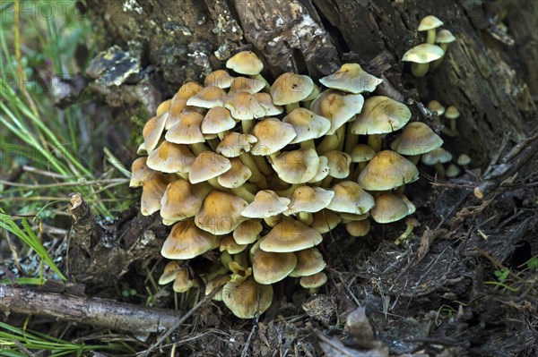 Sulphur tuft