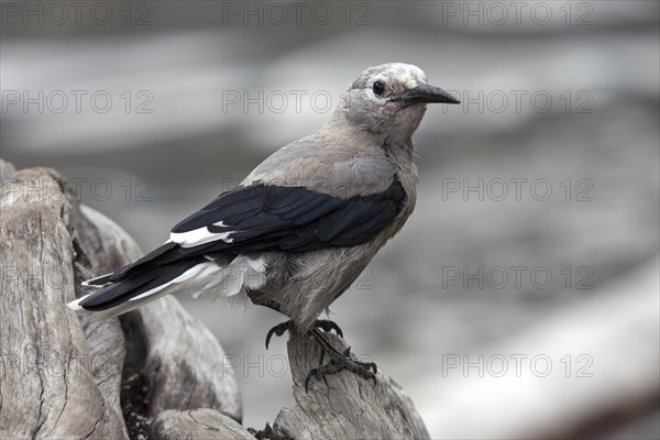 Clark's nutcracker