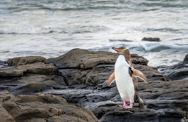 Yellow-eyed penguin