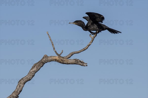 Olivaceous cormorant